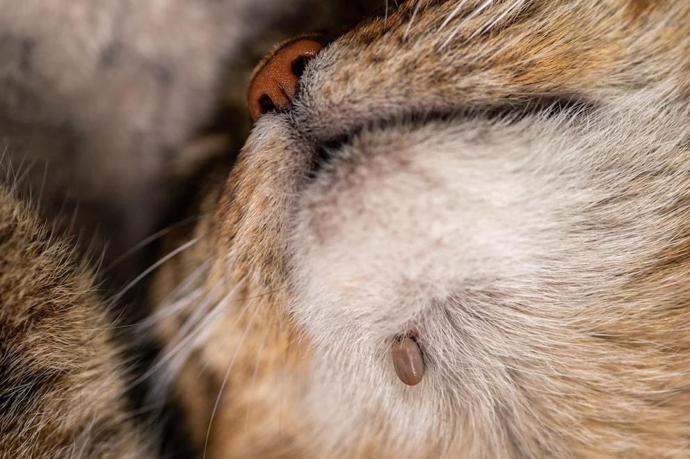 Lyme Disease in Cats: Causes, Symptoms, Treatment