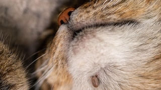 Cat Has a Tick on Its Chin
