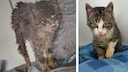 Collage of Gülli the cat shortly after being found and weeks later, cleaner but still sick with feline cold