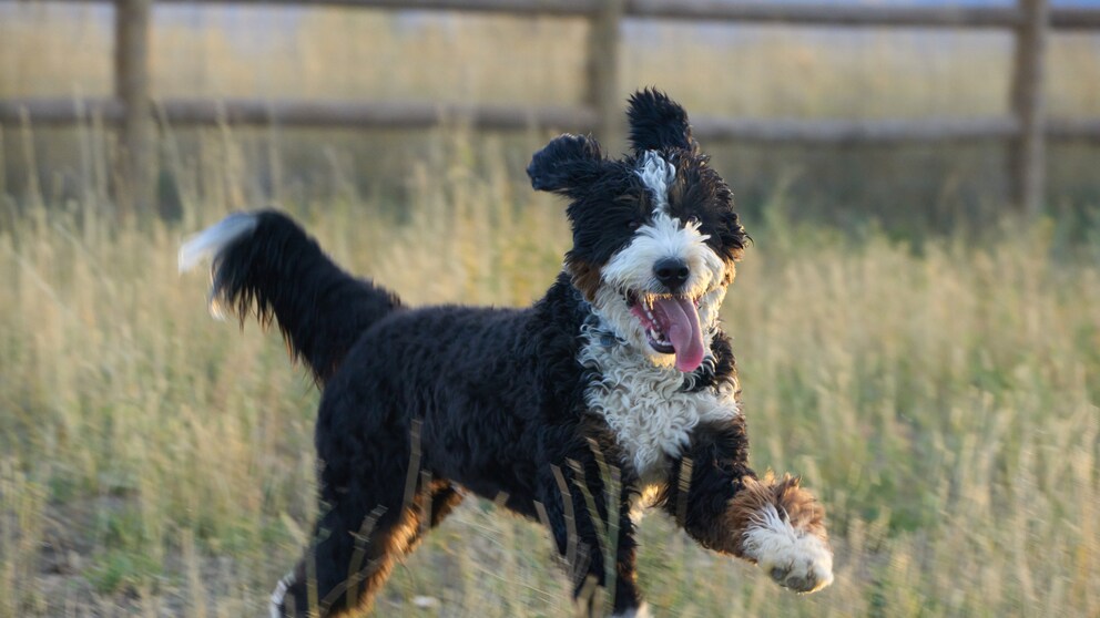 Bernedoodle at the Race
