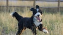 Bernedoodle at the Race
