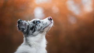 Collie looks up questioningly