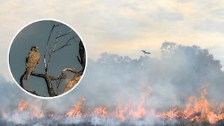 Collage of burning bushland and a brown falcon on a branch (circle)