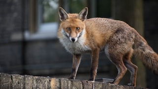 Fox in the City