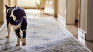 Cat Runs Through Hallway