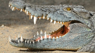 A crocodile with its mouth open