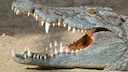 A crocodile with its mouth open