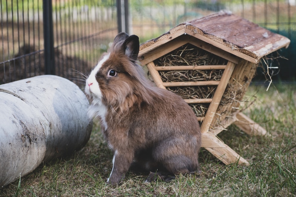 Keeping Rabbits Outdoors: What Owners Should Know - PETBOOK