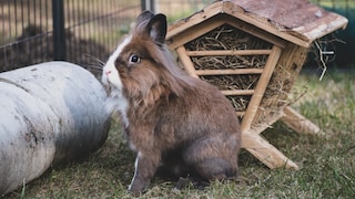 Rabbits in the Garden