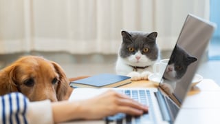 A person sits at the laptop. The dog is nearby, while the cat watches from a distance.