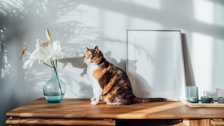 Cat on a sideboard, next to her a vase with white lilies