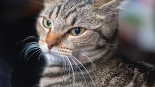 Pinned-back ears and a fixed stare: This cat clearly shows it is not enjoying the situation.