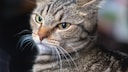 Pinned-back ears and a fixed stare: This cat clearly shows it is not enjoying the situation.