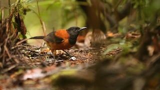 Bicolor Pitohui (Pitohui dichrous) in Papua New Guinea