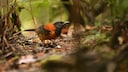 Bicolor Pitohui (Pitohui dichrous) in Papua New Guinea