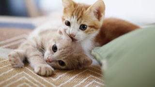 Two kittens are lying next to each other.