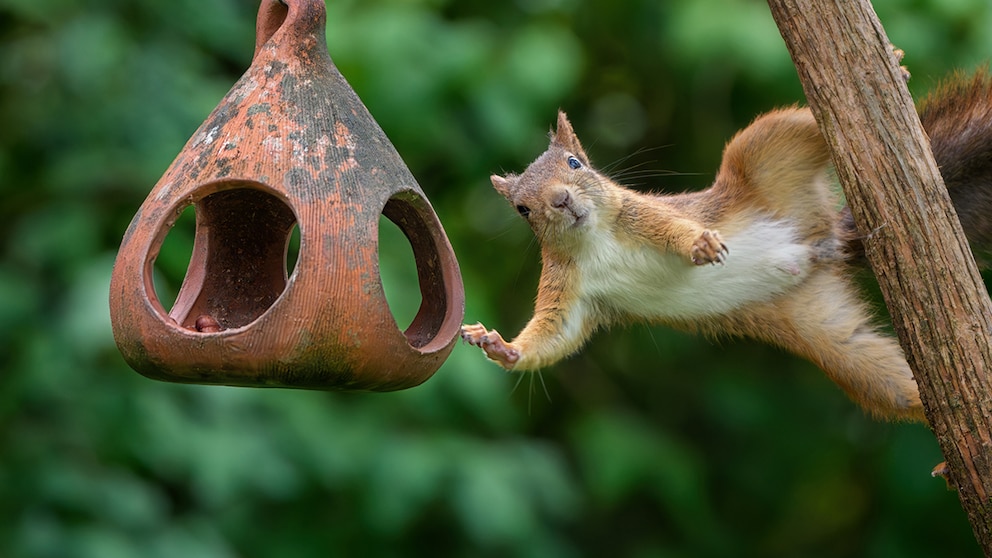 A squirrel reaches for the bird feeder
