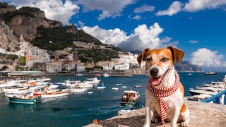 Dog on the Amalfi Coast