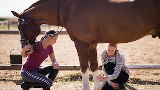 two women examine the legs of a horse standing still
