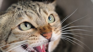 Close-up of a hissing cat