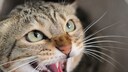 Close-up of a hissing cat