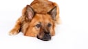 A Harzer Fuchs is lying on the ground.