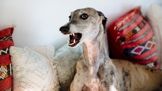Greyhound, the Threatening One