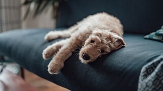 Young Goldendoodle Lies on the Sofa