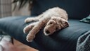 Young Goldendoodle Lies on the Sofa