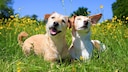 Terrier mix and Jack Russell side by side in a meadow under the sunshine with a blue sky