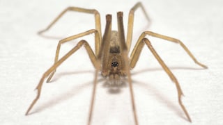 Female spider of the species Pikelinia floydmuraria
