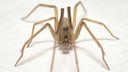 Female spider of the species Pikelinia floydmuraria