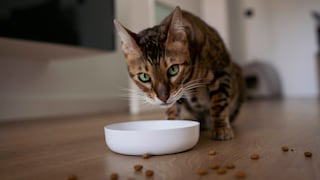 Bengal cat sits in front of food bowl and looks at the camera