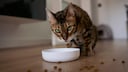 Bengal cat sits in front of food bowl and looks at the camera