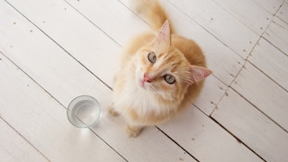 Cat Sits Next to a Glass of Water and Looks Up