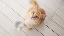 Cat Sits Next to a Glass of Water and Looks Up