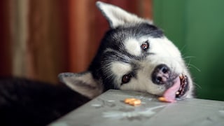 Dog Licks Treat Off the Table