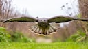 Common Buzzard (Buteo buteo) in Flight