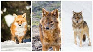Collage featuring a fox (left), golden jackal, and wolf
