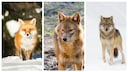 Collage featuring a fox (left), golden jackal, and wolf