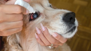 Eye drops are administered to a dog with an eye infection.