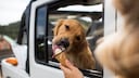 Can Dogs Actually Eat Ice Cream? PETBOOK Explains What Owners Should Consider