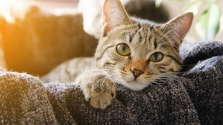Cat on Sofa