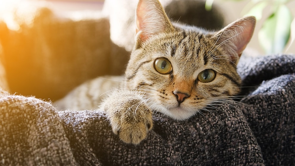 Cat on Sofa