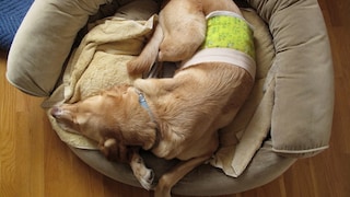 A dog lies in a basket with a bandage after surgery.