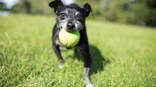 An older dog runs across a meadow with a ball in its mouth.