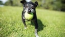An older dog runs across a meadow with a ball in its mouth.