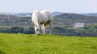 Connemara pony in a field in Ireland.