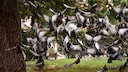Dog Chases Pigeons