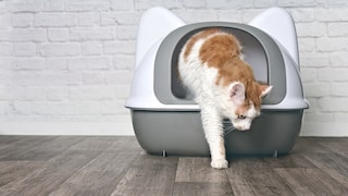 Cat Exits Litter Box